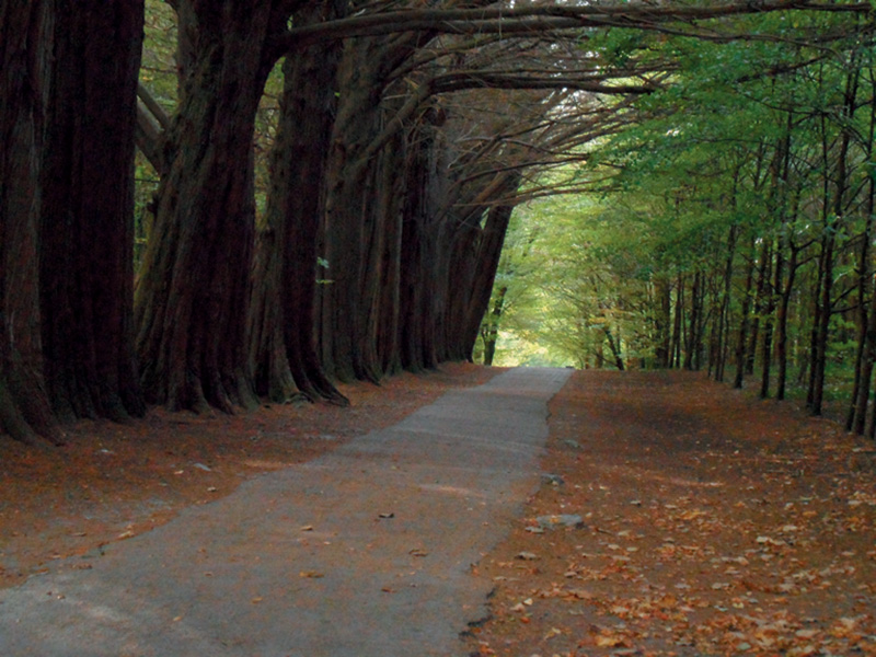 Coole Park
