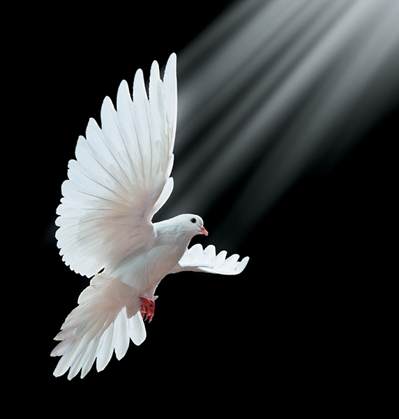 Dove Picture
