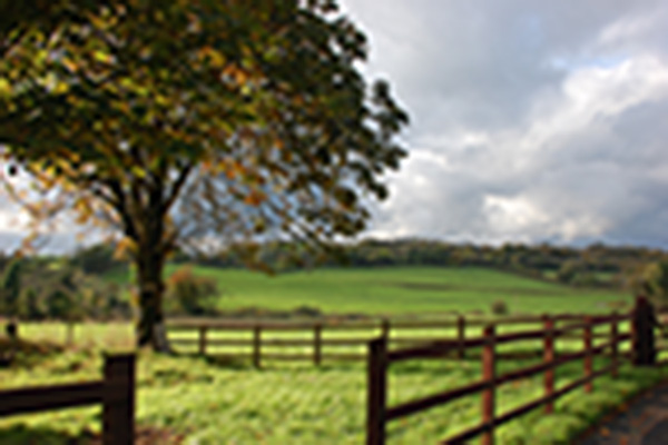 Tree in a field