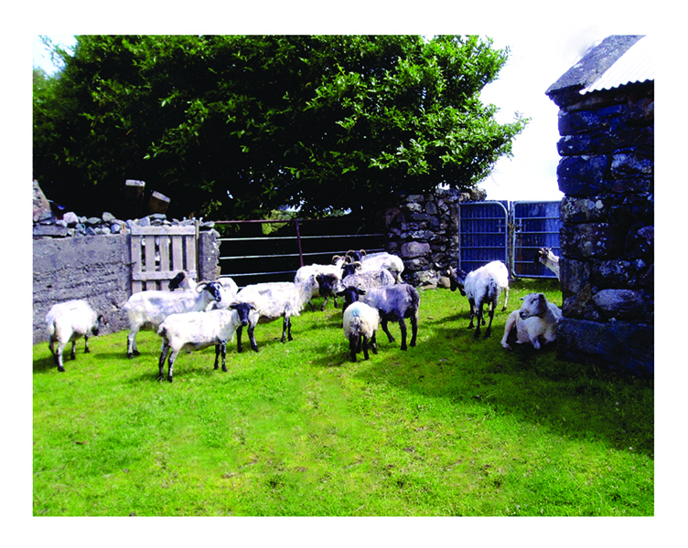 Sheep on a Farm